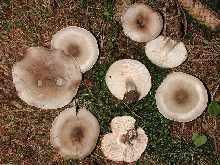 Tricholoma saponaceum