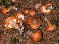 Tricholoma aurantium