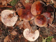 Tricholoma ustale