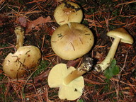 Tricholoma frondosae