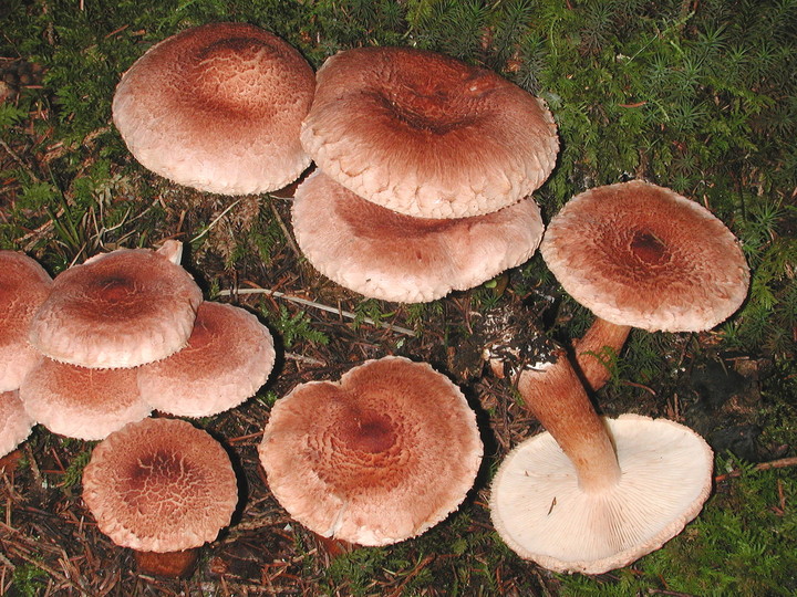 Tricholoma vaccinum