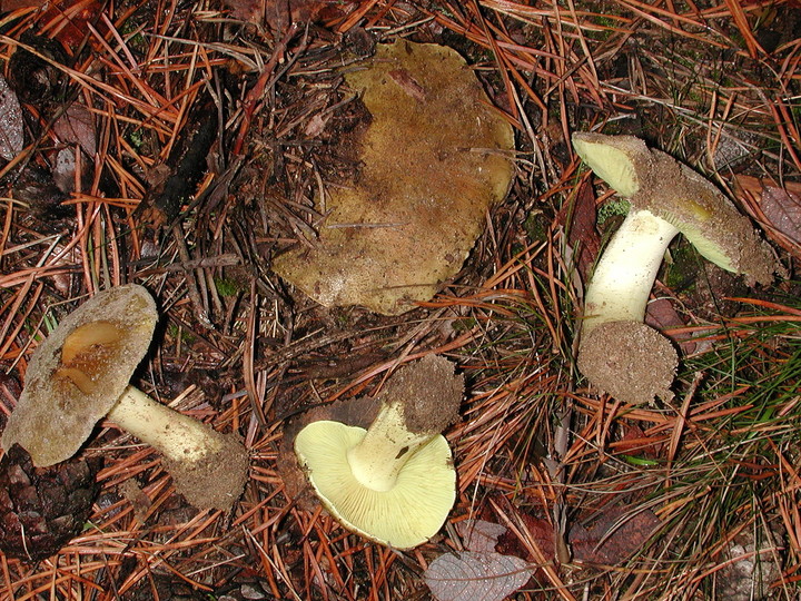 Tricholoma equestre