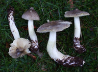 Tricholoma guldenii