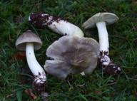 Tricholoma guldenii