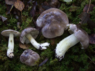 Tricholoma portentosum