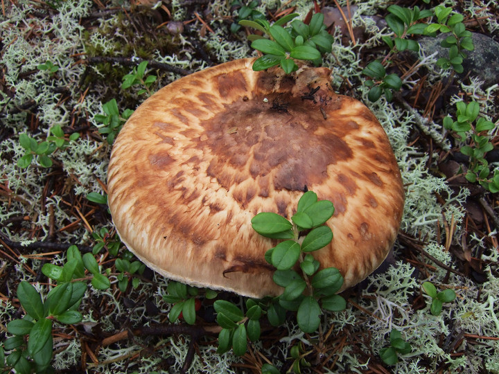 Tricholoma matsutake