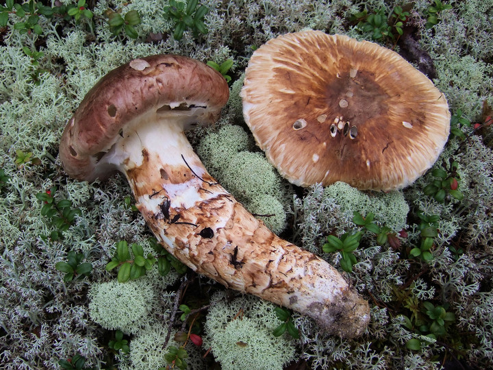 Tricholoma matsutake