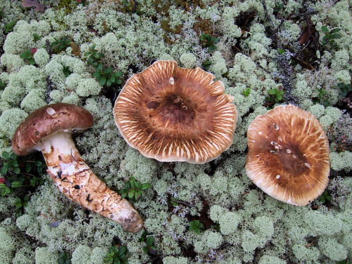 Tricholoma matsutake