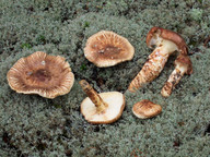 Tricholoma matsutake