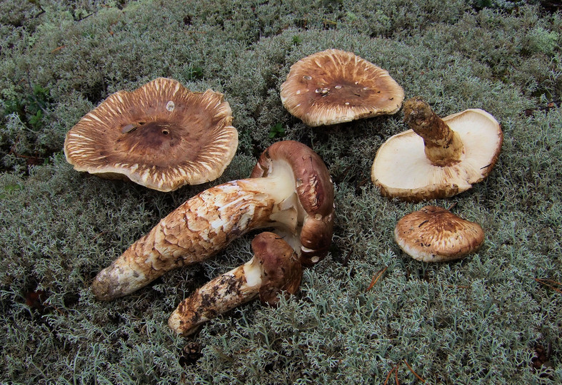 Tricholoma matsutake