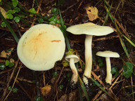 Tricholoma stiparophyllum