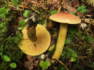 Tricholoma bufonium