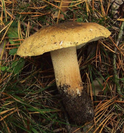 Tricholoma joachimii