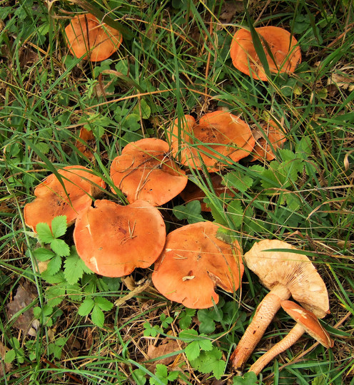 Tricholoma aurantium