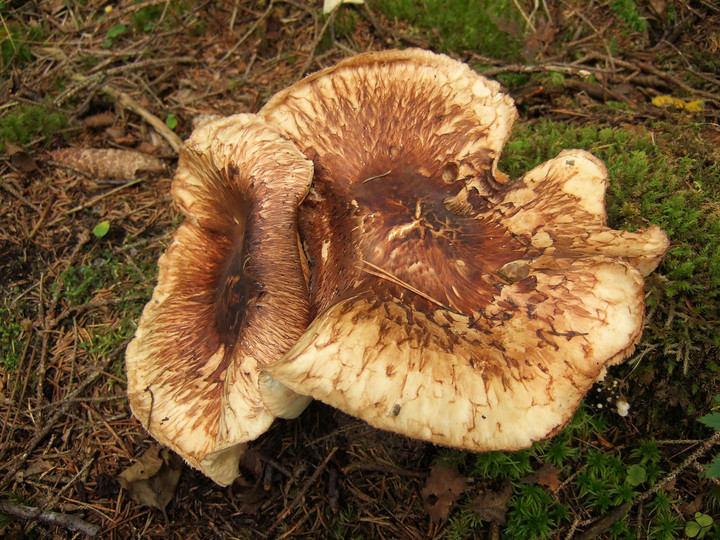 Tricholoma matsutake