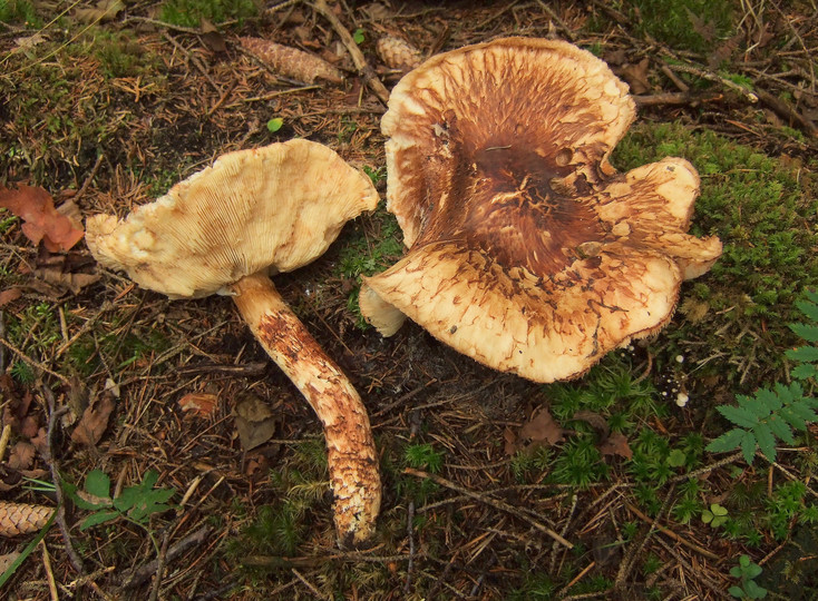 Tricholoma matsutake