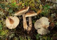 Tricholoma sudum