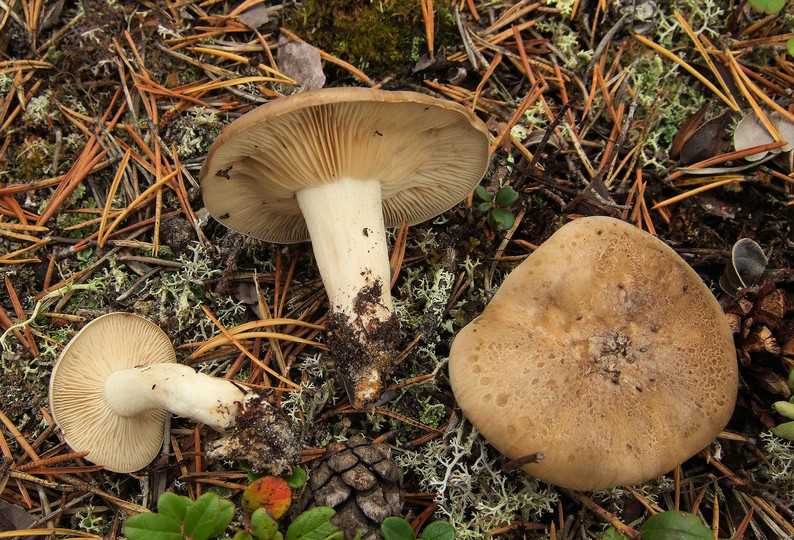 Tricholoma sudum