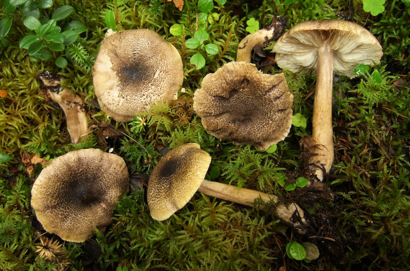 Tricholoma olivaceotinctum