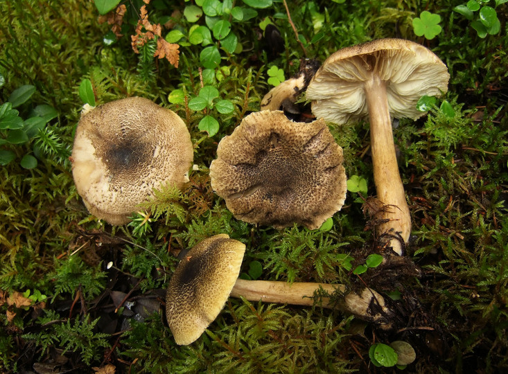 Tricholoma olivaceotinctum