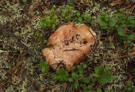 Tricholoma roseoacerbum