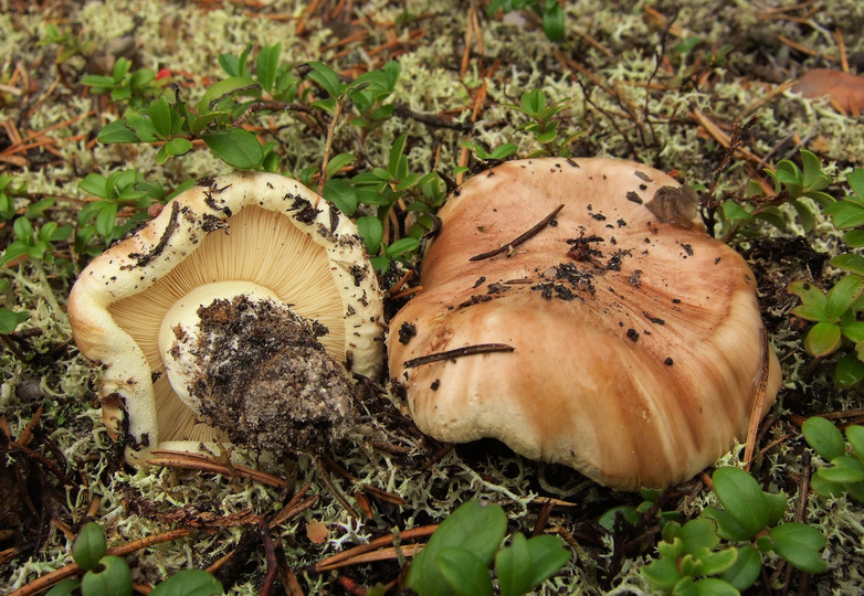 Tricholoma roseoacerbum