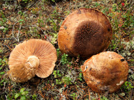 Tricholoma colossus