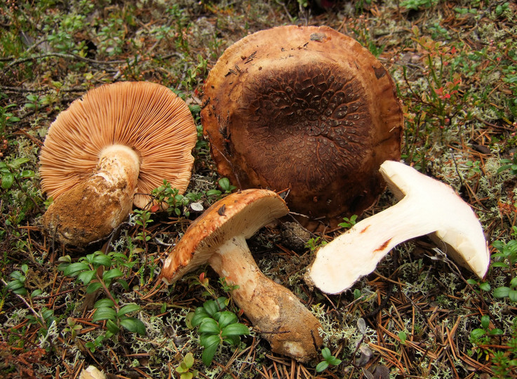 Tricholoma colossus