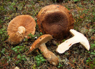 Tricholoma colossus