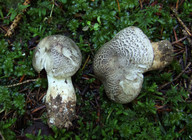 Tricholoma pardinum