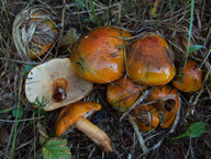 Tricholoma aurantium