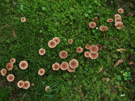 Tricholoma vaccinum