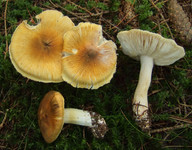 Tricholoma arvernense