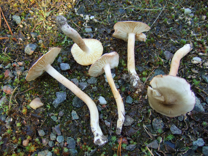 Tricholoma saponaceum