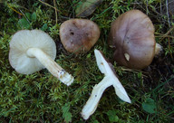 Tricholoma stans