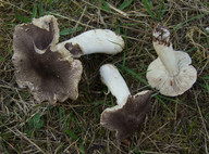 Tricholoma atrosquamosum