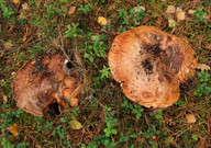 Tricholoma colossus