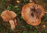 Tricholoma colossus