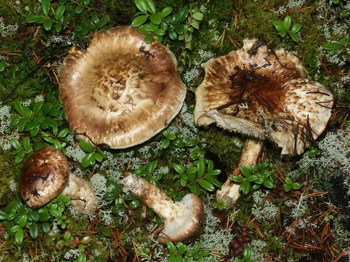 Tricholoma matsutake