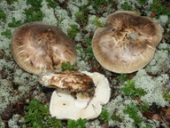 Tricholoma matsutake