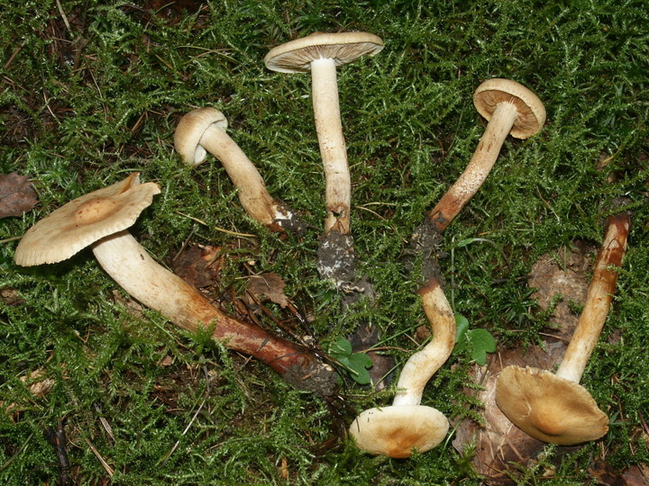 Tricholoma psammopus