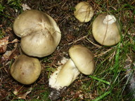 Tricholoma saponaceum