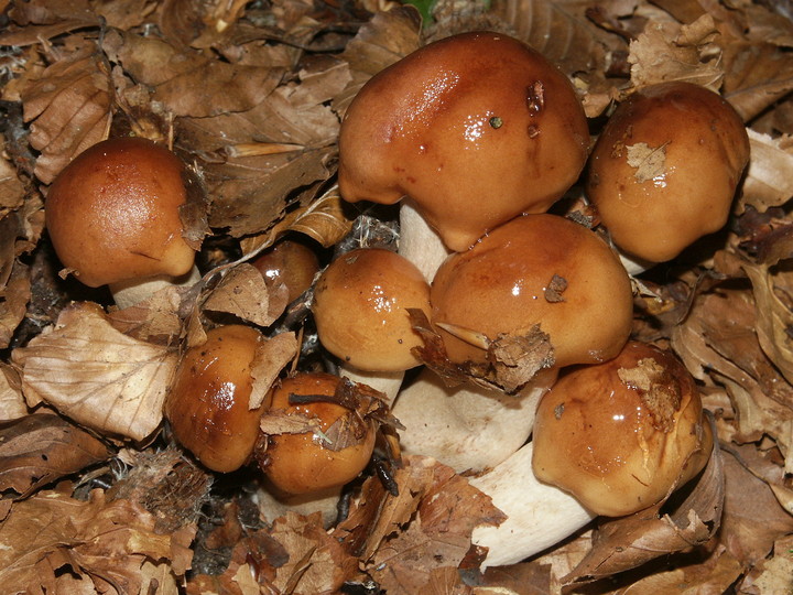 Tricholoma ustale