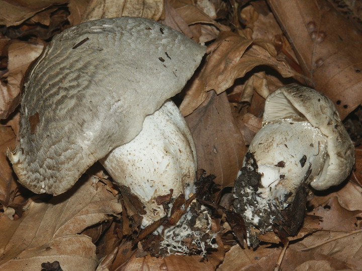 Tricholoma pardinum