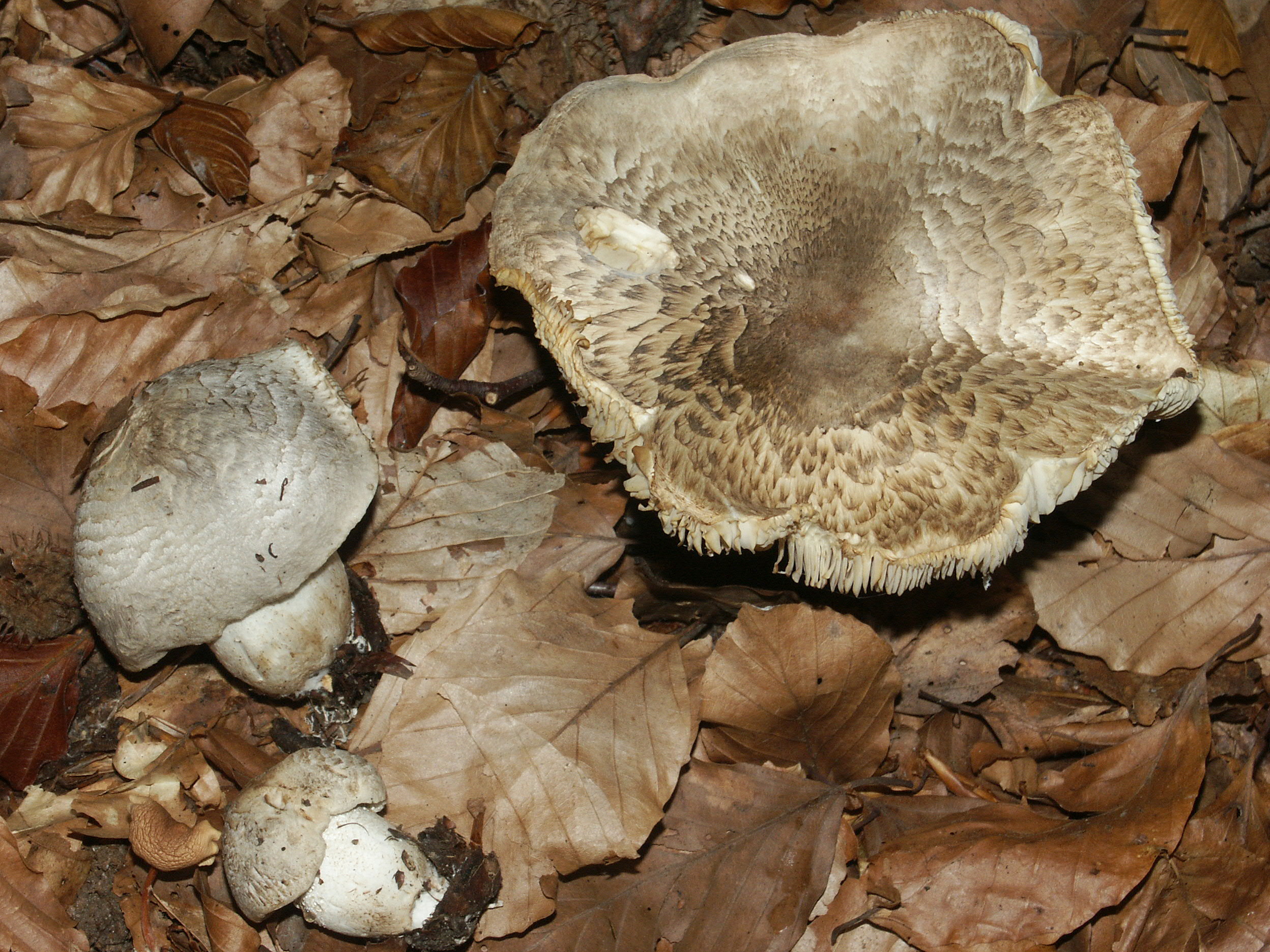 Рядовка тигровая (Tricholoma pardinum)