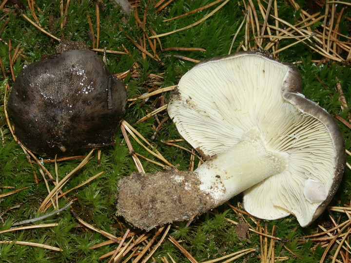 Tricholoma portentosum