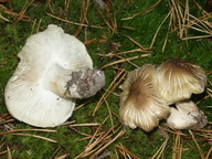 Tricholoma arvernense