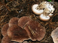 Tricholoma imbricatum