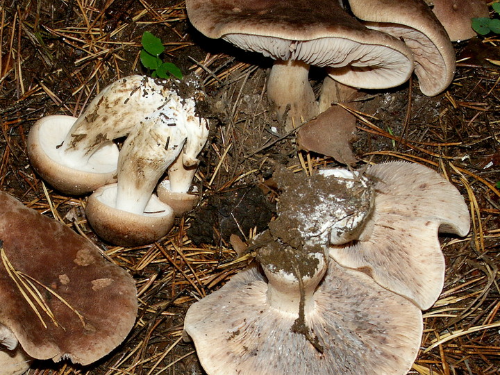 Tricholoma imbricatum