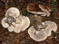 Tricholoma imbricatum